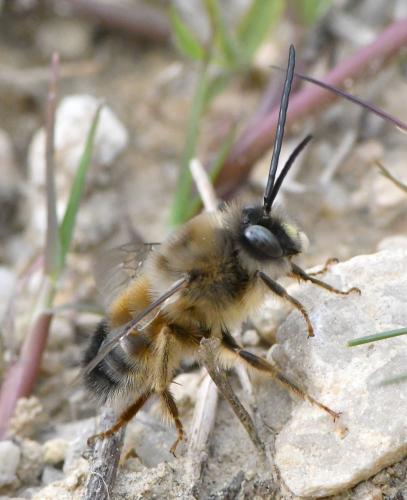 Réf. 247 984 : Eucera nigrilabris